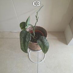 plants