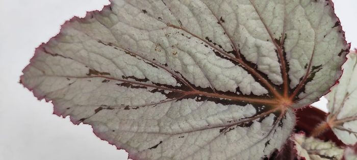 Begonia