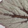 Begonia Image 2