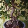 Ficus bonsai Image 3