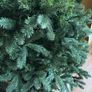 Christmas tree Image 2
