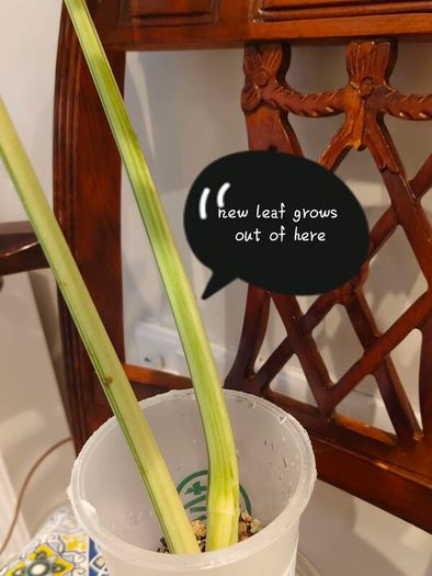 Monstera Mint big leaves