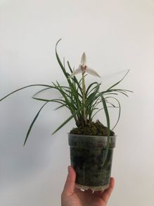 Cymbidium orchid