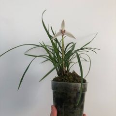 Cymbidium orchid
