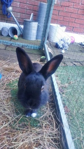 Free Rabbit And Hutch To Good Home Small Furries for adoption in ...