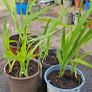 Crocosmia / Montbretia (Orange/Yellow mix) Image 3