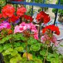 Hardy Fuchsia Hedging Image 6