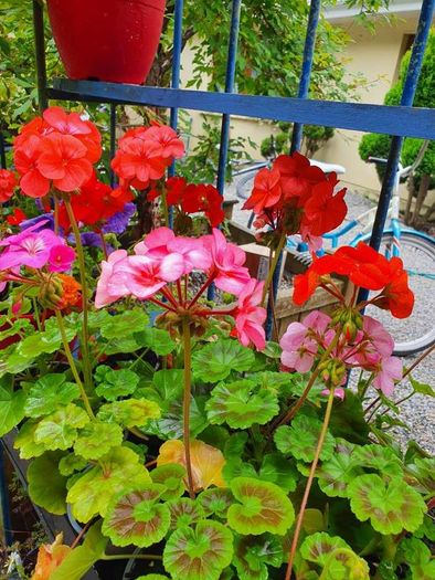 Hardy Fuchsia Hedging