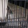 Driveway gates Image 2