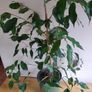 Ficus benjamina houseplant planted in a green ceramic pot Image 3
