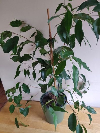 Ficus benjamina houseplant planted in a green ceramic pot