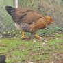 Pol pullets Image 5