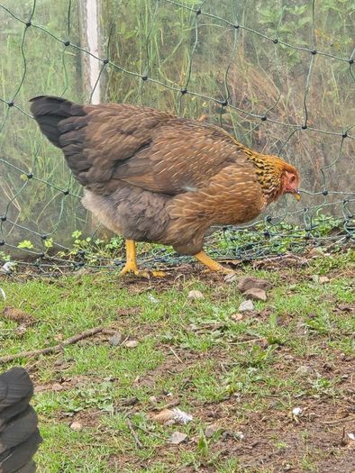 Pol pullets