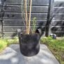 Passiflora climber plant. Image 7