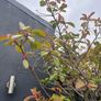 Red Robin Tree / Photinia Image 2