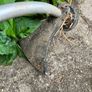 Strimmer Image 3