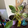plant Image 3