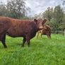 Organic heifers Image 7