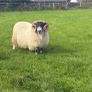 Sheep Image 7