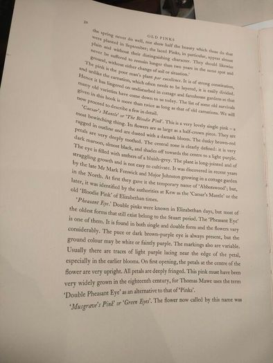 Old Carnations and Pinks First Edition