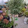 olive tree Image 3