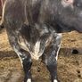 5Shorthorn Bull for sale Image 3