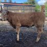 22 charlaois and limousine heifers 315kg Image 8