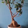 bonsai tree Image 3