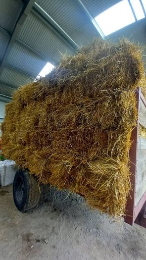 Organic Straw Small Squares