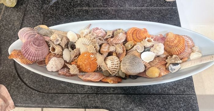 Shells with bowl
