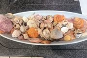 Shells with bowl