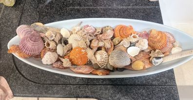 Shells with bowl