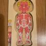 The human body wooden puzzle Image 3