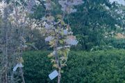 White cherry blossom tree