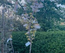 White cherry blossom tree