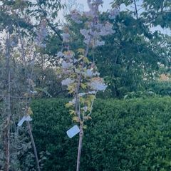 White cherry blossom tree