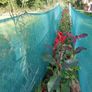 Red Robin Hedging Image 10