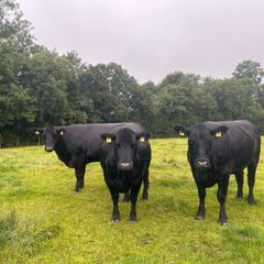 Aberdeen Angus Cows