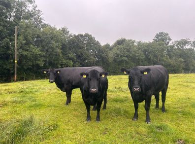 Aberdeen Angus Cows