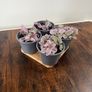 Small tradescantia house plant Image 4