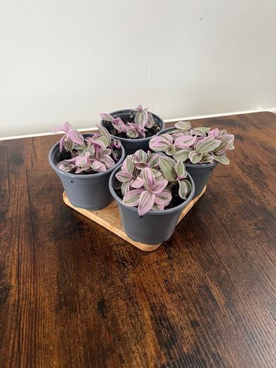 Small tradescantia house plant