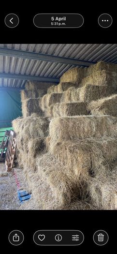 Small square bales  of organic hay .. ,