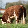 2 Serious Quality Simmental Bulls For Sale Image 9