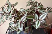 Tradescantia