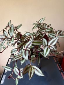 Tradescantia