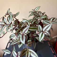 Tradescantia