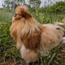 silkie hatching eggs Image 5
