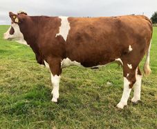 Incalf heifers @ Macroom mart on Sat. next 17th.