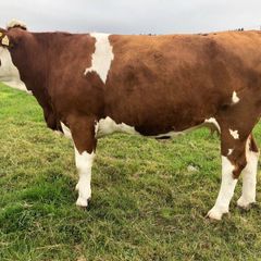 Incalf heifers @ Macroom mart on Sat. next 17th.