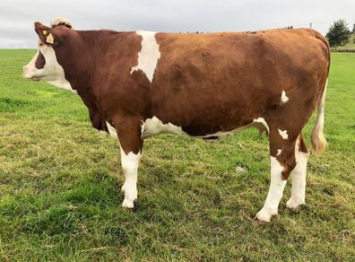 Incalf heifers @ Macroom mart on Sat. next 17th.